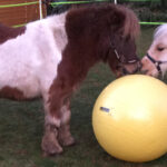 zwei Ponys mit großem Ball