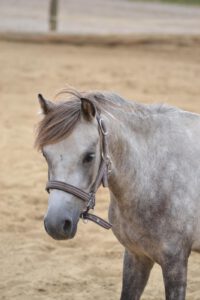 Welsh-Pony Pepino