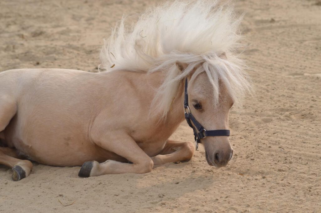 liegendes Pony