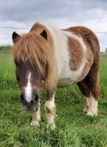 Shetlandpony Chip