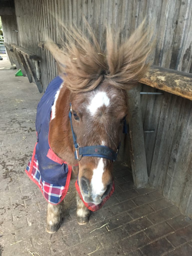 Ponyschopf fiegt nach oben vom Wind