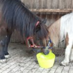 Pferd und Pony fressen zusammen