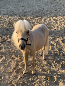 Shetlandpony Pepito