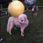 großer Ball auf Pony, anderes Pony schaut zu