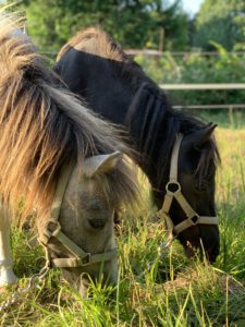 Mini-Shetty Lillyfee und Lafayette