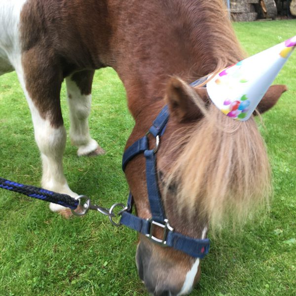 Pony mit Partyhut