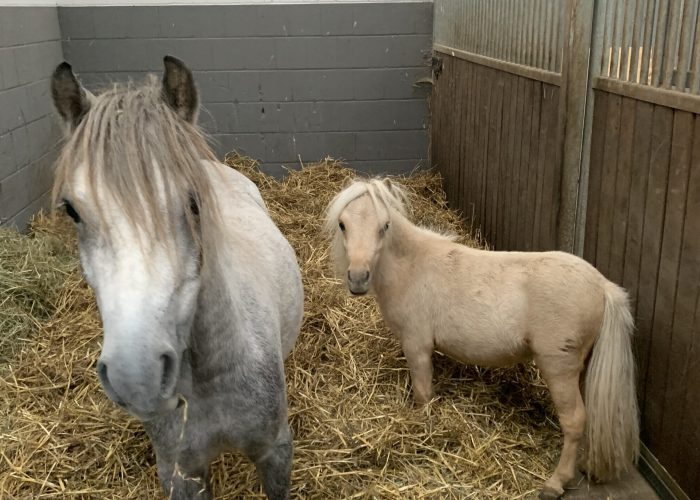 zwei Ponys in einer Box