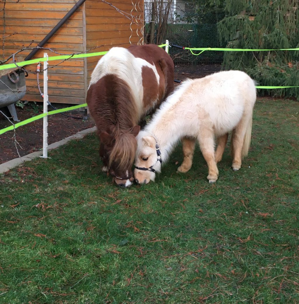 zwei Ponys fressen Gras zusammen